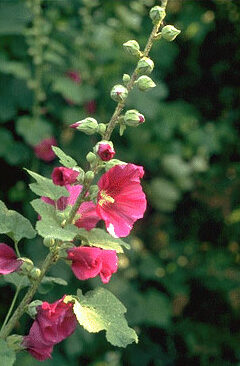 Althaea rosea-0