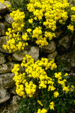 Alyssum saxatile-0