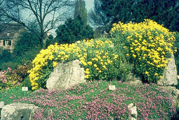 Aurinia (Alyssum) saxatile 'Compactum'-0