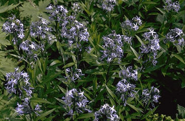 Amsonia salicifolia-0