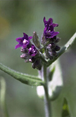 Anchusa azurea-0