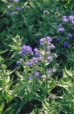 Anchusa azurea 'Dropmore'-0