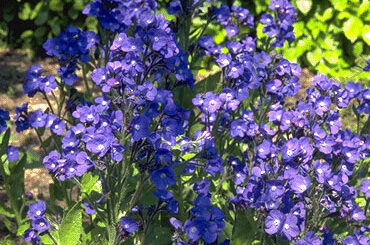 Anchusa azurea 'Loddon Royalist'-0