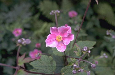 Anemone hupehensis 'Splendens'-0