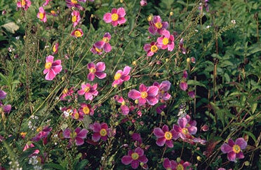 Anemone hybr. 'Hadspen Abundance'-0