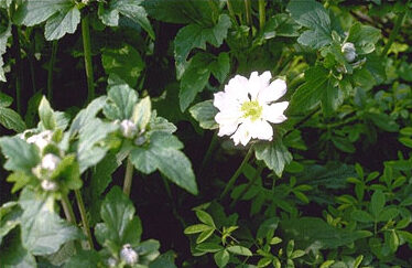 Anemone hybr. 'Whirlwind'-0