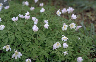 Anemone nemorosa-0