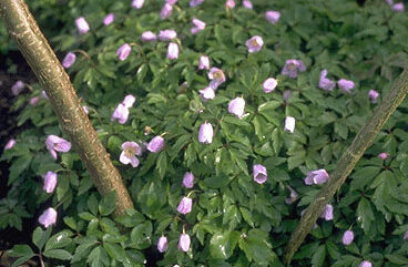 Anemone nemorosa 'Robinsoniana'-0