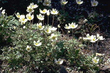 Anemone sylvestris-0