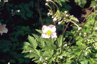 Anemone tomentosa 'Robustissima'-0