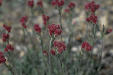 Antennaria dioica 'Rubra'-0