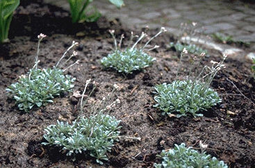 Antennaria dioica borealis-0