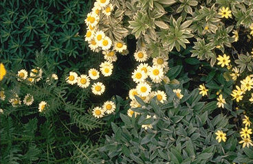 Anthemis hybrida 'E.C. Buxton'-0