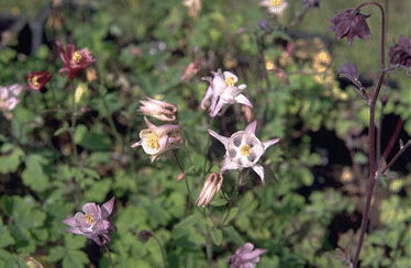 Aquilegia 'Biedermeier'-0