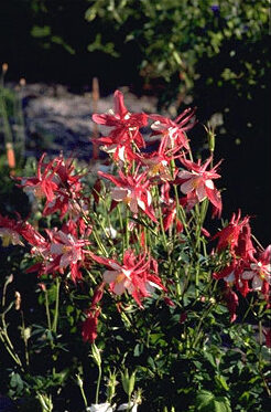 Aquilegia 'Crimson Star'-0