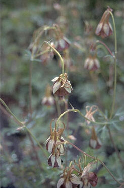 Aquilegia viridiflora-0