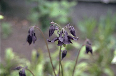 Aquilegia atrata-0