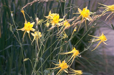 Aquilegia chrysantha-0