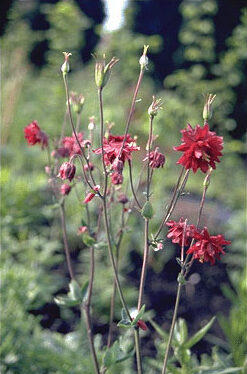 Aquilegia vulgaris 'Ruby Port'-0