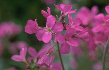 Arabis blepharophylla-0