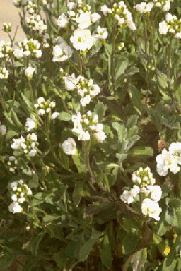 Arabis caucasica-0