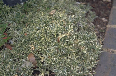 Arabis procurrens 'Variegata'-0