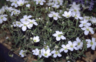 Arenaria montana-0