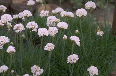 Armeria mar. 'Alba'-0