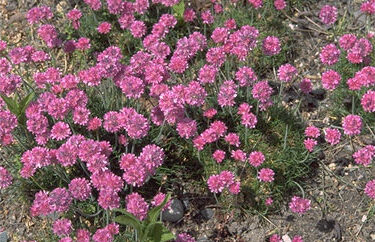 Armeria mar. 'Dusseldorfer Sto-0