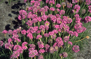 Armeria mar. 'Rosea'-0