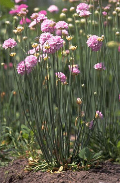 Armeria pseudarmeria-0