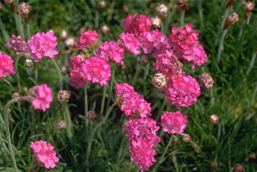 Armeria maritima . 'Splendens'-0