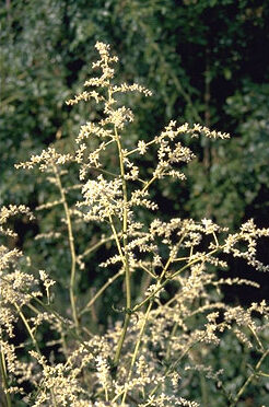 Artemisia lactiflora 'Guizho'-0