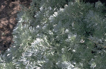 Artemisia schmidtiana 'Nana'-0