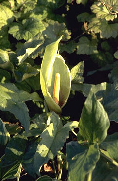 Arum italicum-0