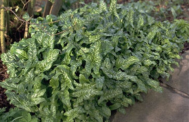 Arum italicum 'Marmoratum'-0