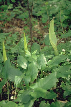 Arum maculatum-0