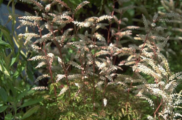 Aruncus aethusifolius-0