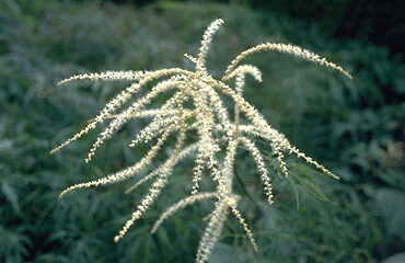 Aruncus dioicus 'Kneiffii'-0