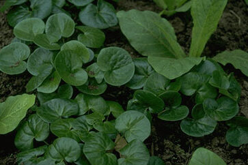 Asarum europaeum-0