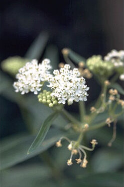 Asclepias incarnata 'Ice Ballet'-0