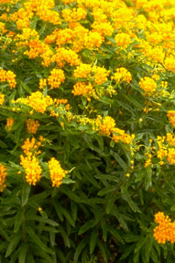 Asclepias tuberosa-0