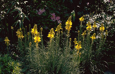 Asphodeline lutea-0