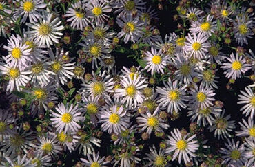 Aster ageratoides 'Asran'-0