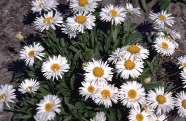 Aster alpinus 'Albus'-0