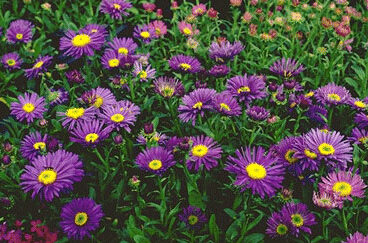 Aster alpinus 'Dunkle Schoene'-0