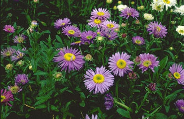 Aster alpinus 'Goliath'-0