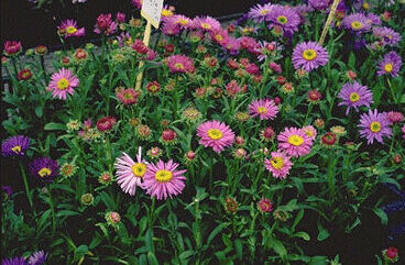 Aster alpinus 'Happy End'-0