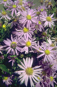 Aster amellus 'Dr. Otto Petsch-0