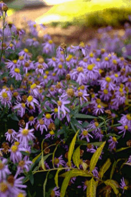 Aster amellus 'Lac De Geneve'-0